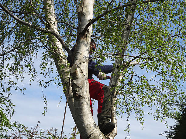 Best Tree Mulching  in Cedar Ridge, CA